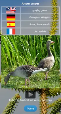 Birds of Europe (DE EN ES FR) android App screenshot 2